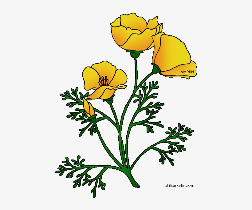 Ca Poppy, transparent png download