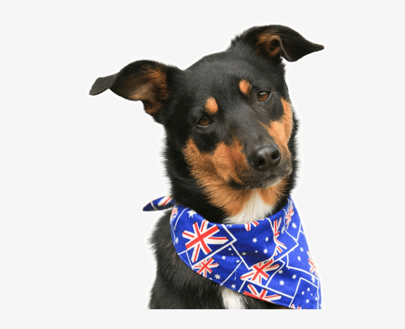 Australian Kelpie, transparent png download