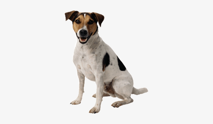 Small Cute Dog - Dog Transparent, transparent png download