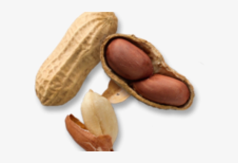 Peanut Png Transparent Images - Portable Network Graphics, transparent png download