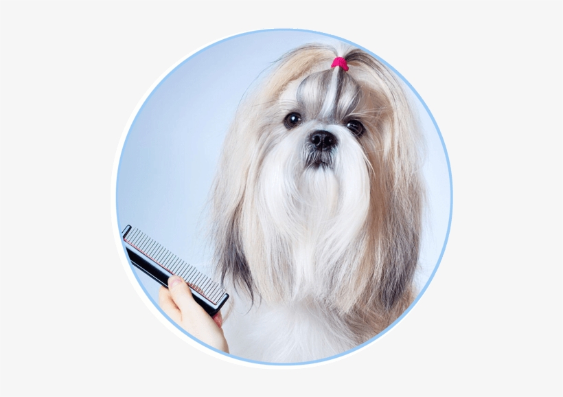 Grooming Dog, transparent png download
