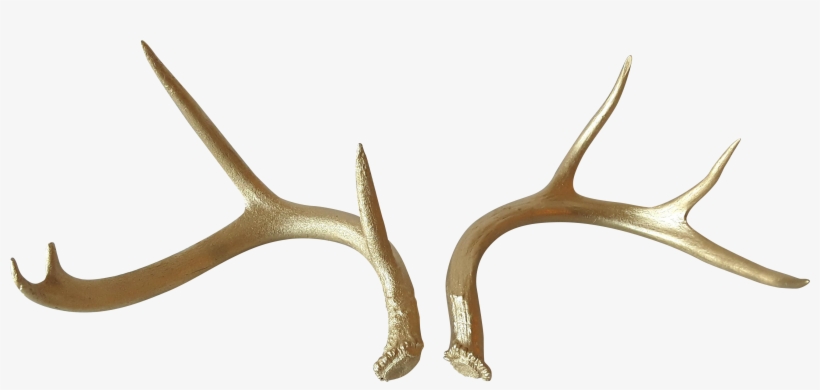 Buck Antlers Png, transparent png download
