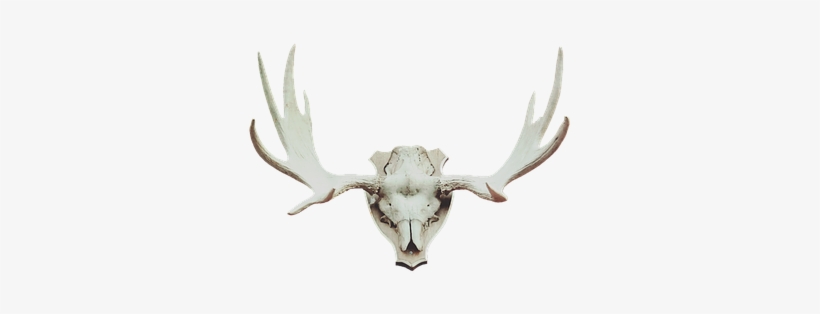 Antler, Moose Antler, Deer Antler - Antler, transparent png download