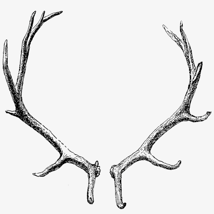 Graphic Free Library Subhelic - Transparent Background Antler Clip Art, transparent png download