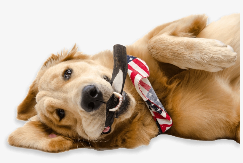 A Happy Golden Retriever With An American Flag Hankerchief - Dog Holding American Flag Png, transparent png download