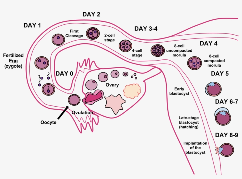 Human Fertilization - First Days Of Pregnancy, transparent png download