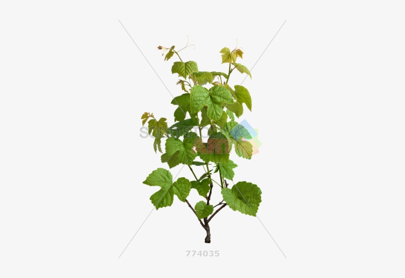 Grapevine, transparent png download