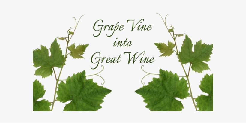 The Lush, Tendrilling Grapevine Has A Long, Rich History, - Vitis, transparent png download