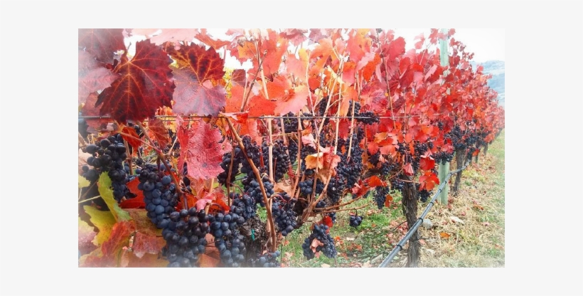 Magnum Harvest Dinner - Swamp Maple, transparent png download