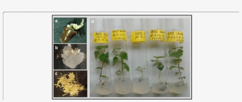 Somatic Embryogenesis (se) Induction After 2 Months - Somatic Embryogenesis, transparent png download