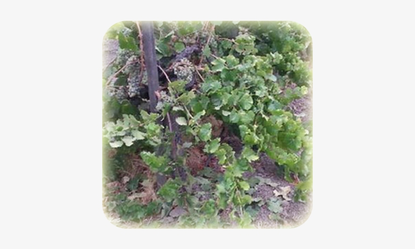 Left To Its Own, A Grapevine Is A Branch And Leaf Super-producer - Houseplant, transparent png download