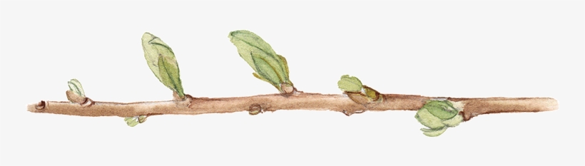 Read More - Twig, transparent png download