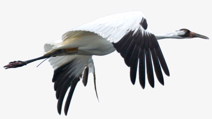 Saving A Species The Whooping Crane - Whooping Crane, transparent png download