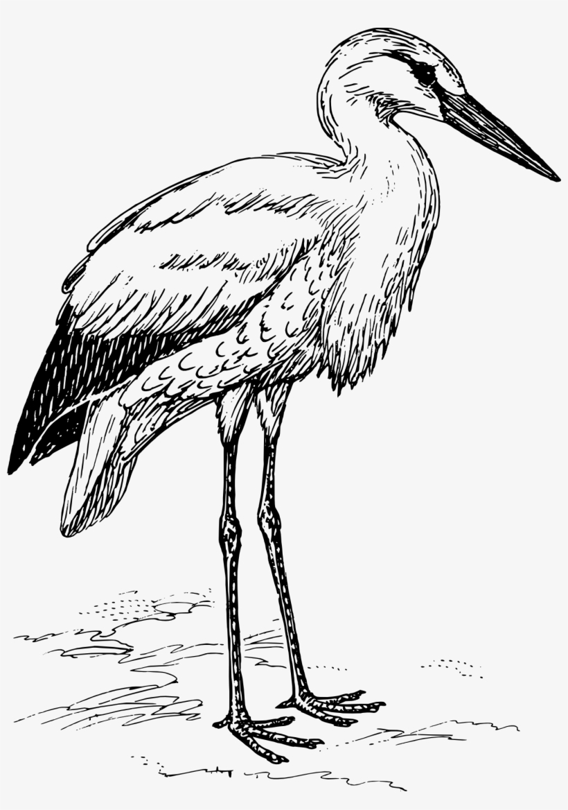 Vector Royalty Free Stock Heron Drawing Line - Stork Bird Clipart, transparent png download