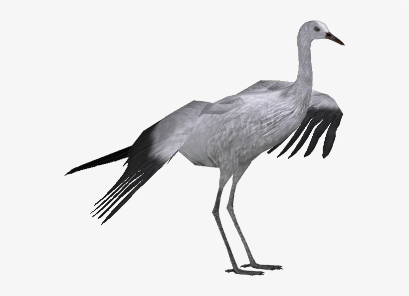 Blue Crane Adult - Wiki, transparent png download