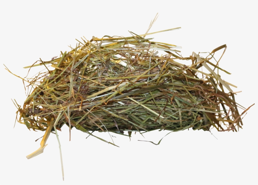 Bird Nest Png - Birds Nest Png, transparent png download