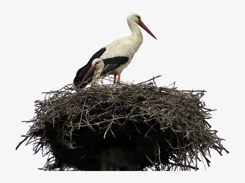 Download - Bird In Nest Transparent, transparent png download