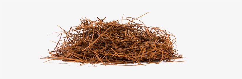 Pine Straw Png - Lapacho, transparent png download