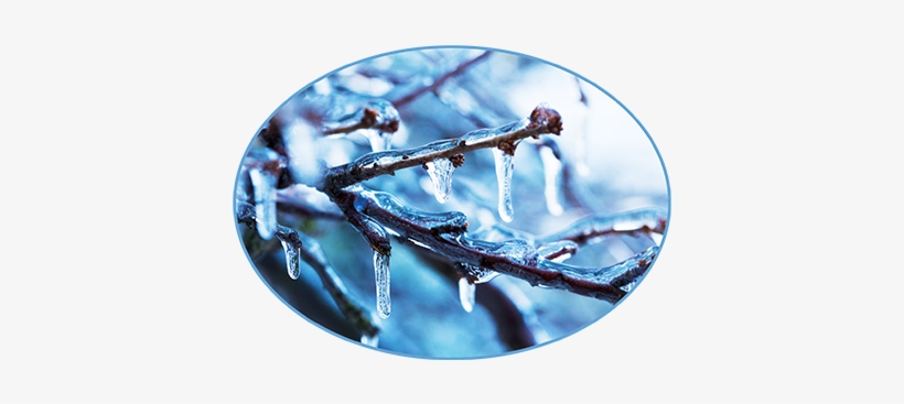 Holy With Red Berries Png, Icicles Png - Icy Branches, transparent png download