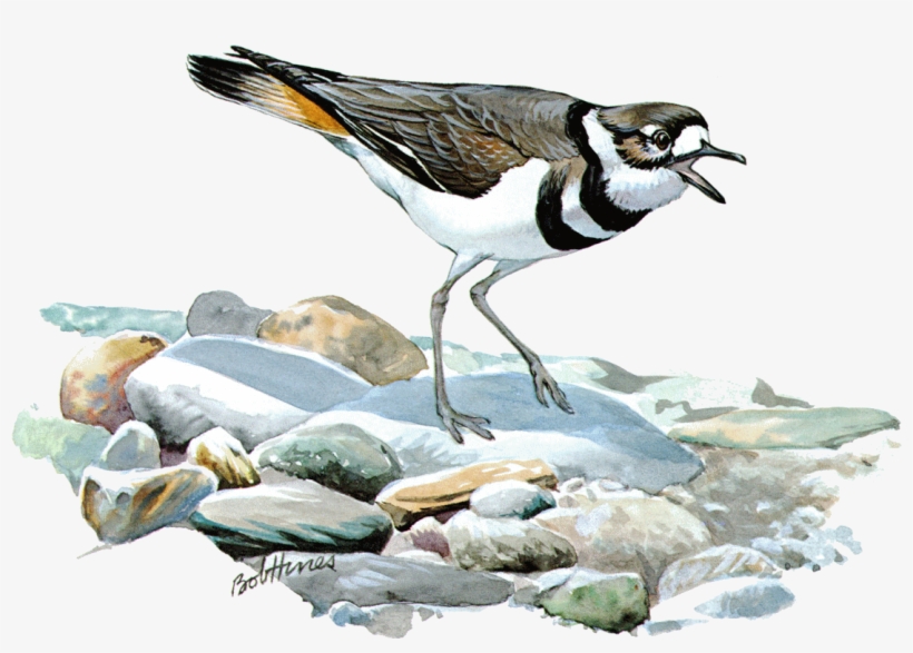 Charadrius Vociferusfj03p10ca - Killdeer, transparent png download