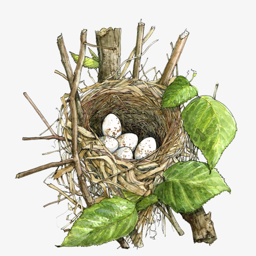 Chestnutsidedwarblernest, transparent png download