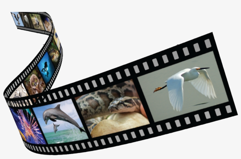 Film Strip - Laughing Kookaburra, transparent png download
