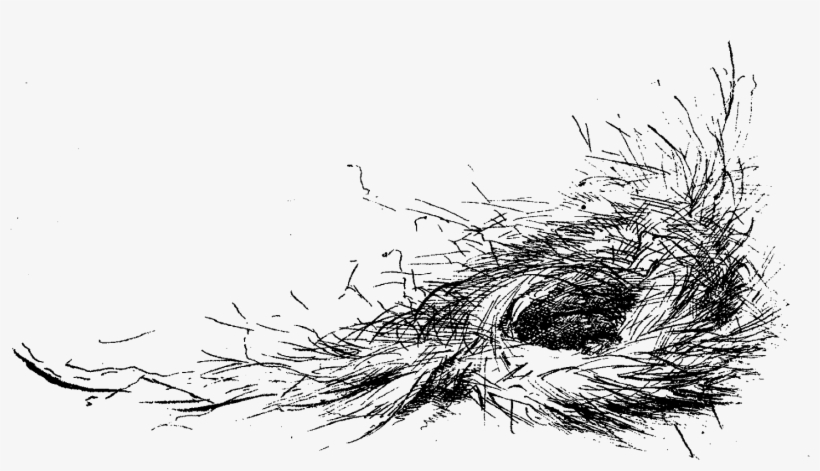 Svg Freeuse Digital Stamp Design Free Bird Download - Birds Nest Drawing Png, transparent png download