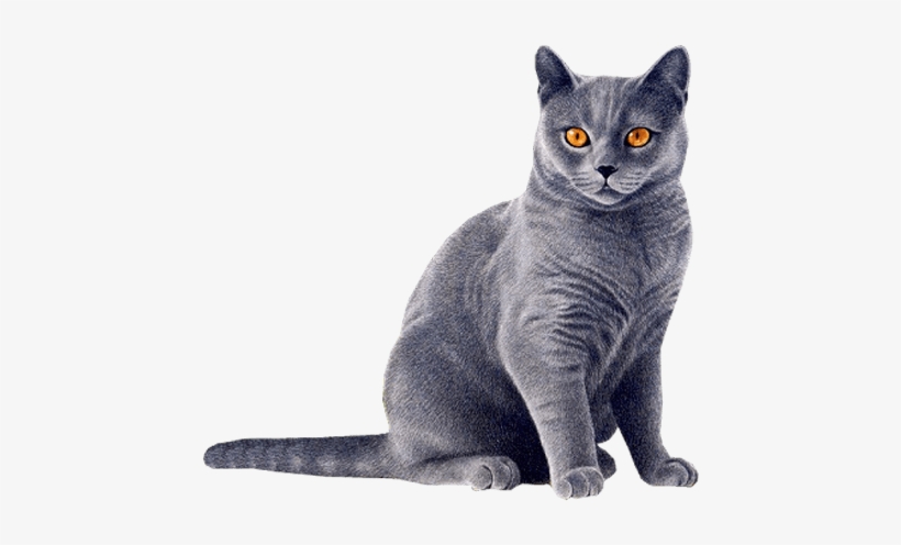 Cat Blue - Cat Png, transparent png download