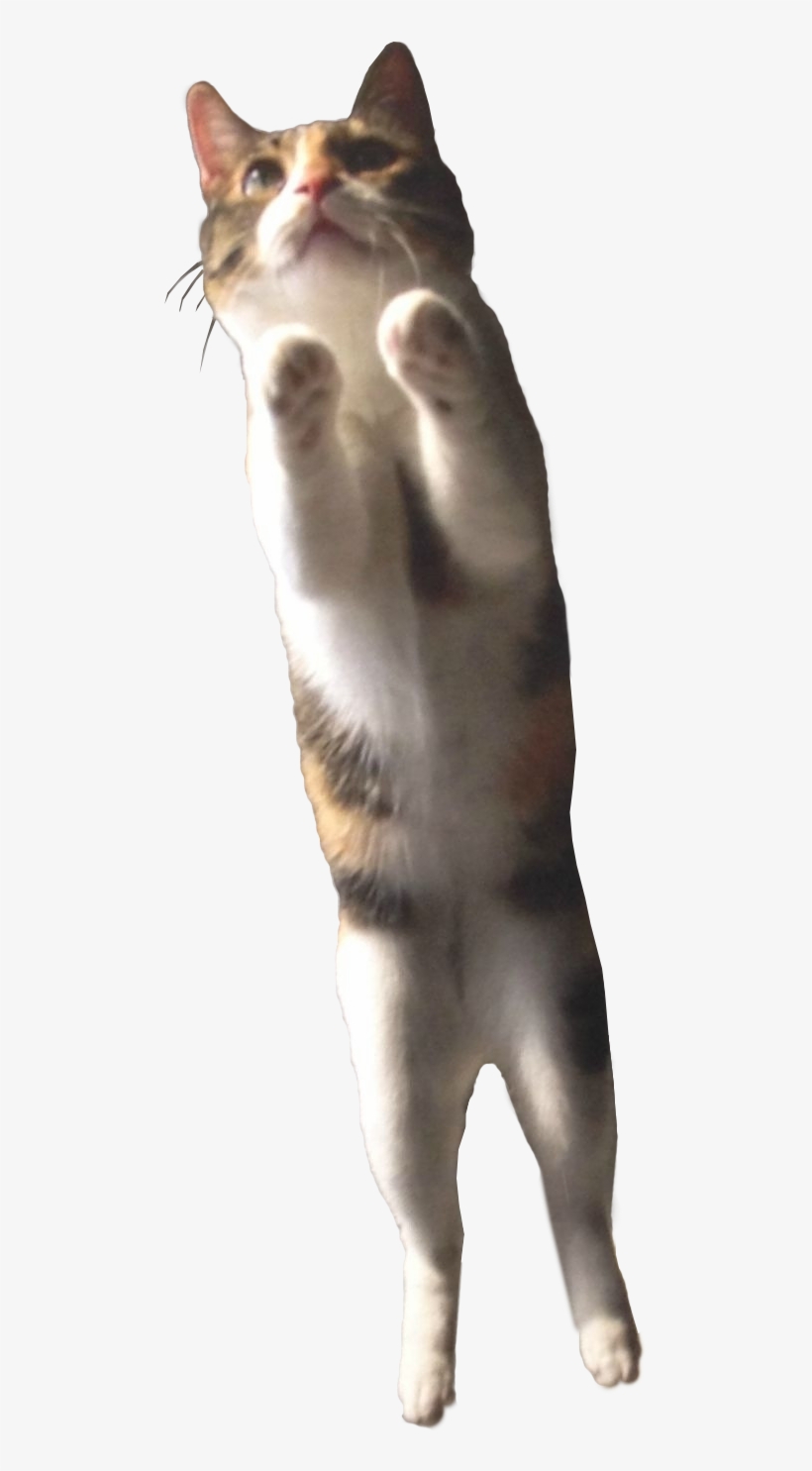 Cat In Mid Leap - Cat Psd, transparent png download
