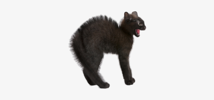 Education Perfect - Fight Or Flight Response Cat, transparent png download
