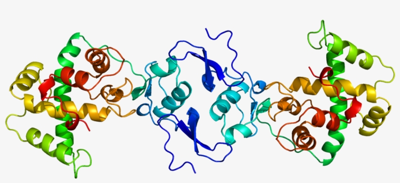 Protein Sparc Pdb 1bmo, transparent png download