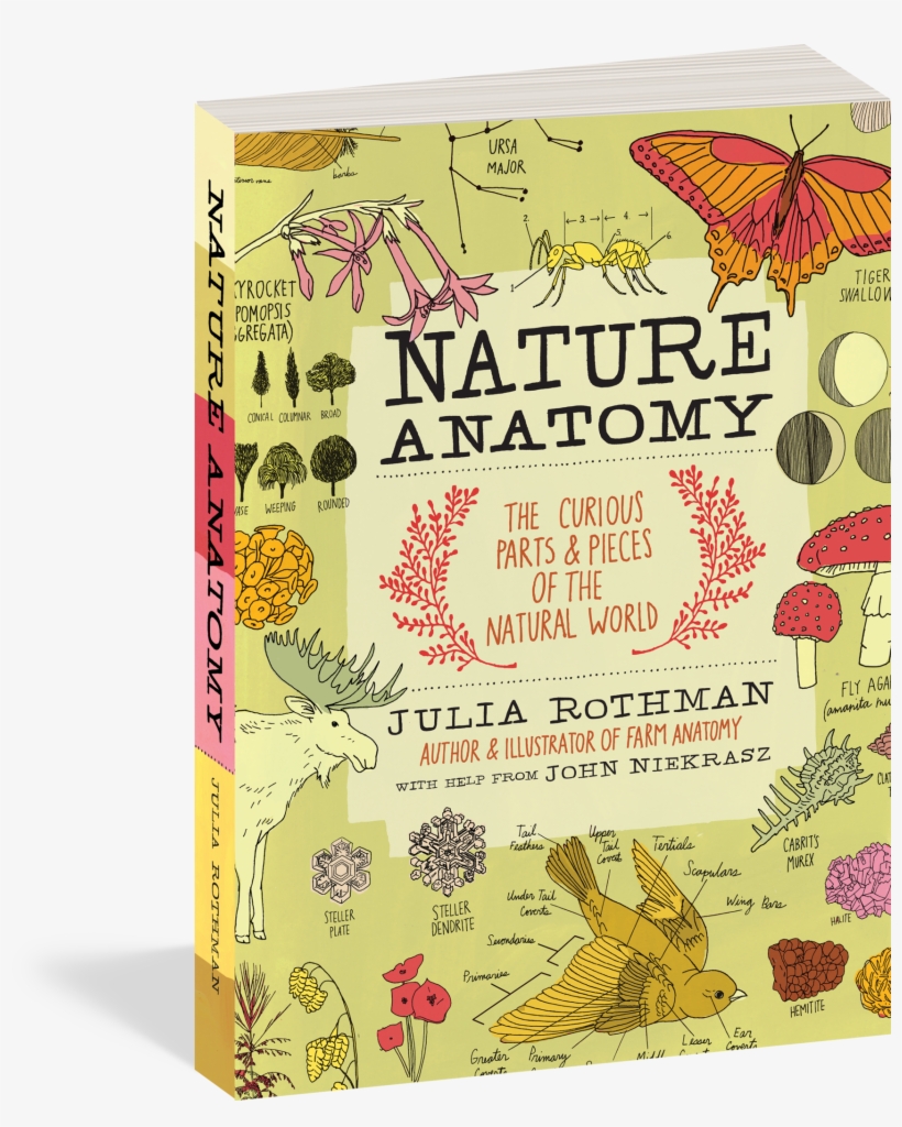 Ripped Paper Texture Png, transparent png download