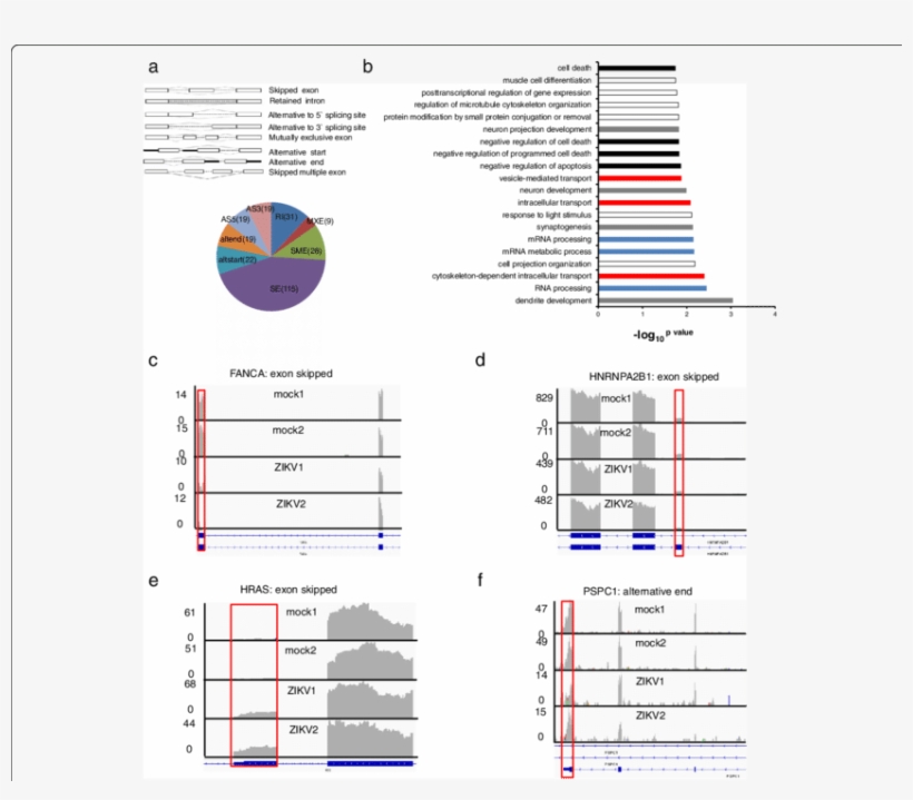 Zikv Infection Induced Alternative Splicing Of The, transparent png download