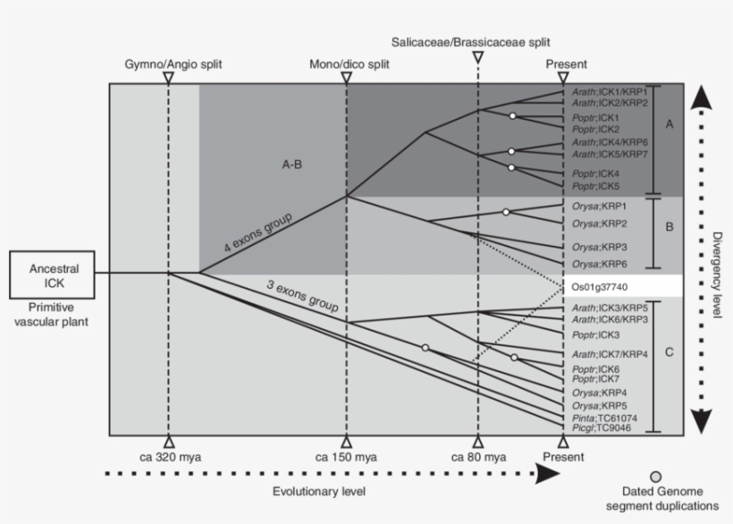 Download, transparent png download