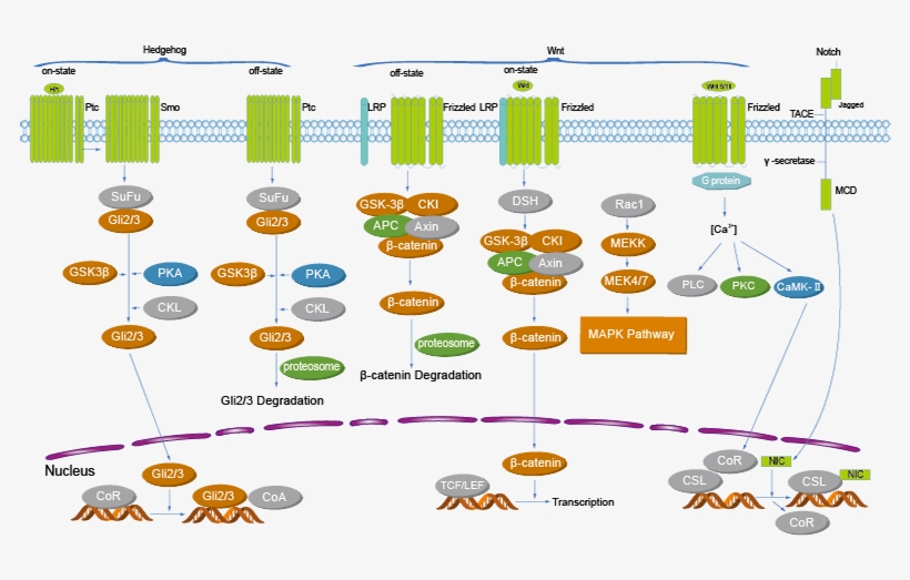 Stem Cell/wnt, transparent png download