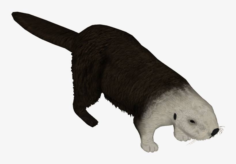 Northern Sea Otter, transparent png download