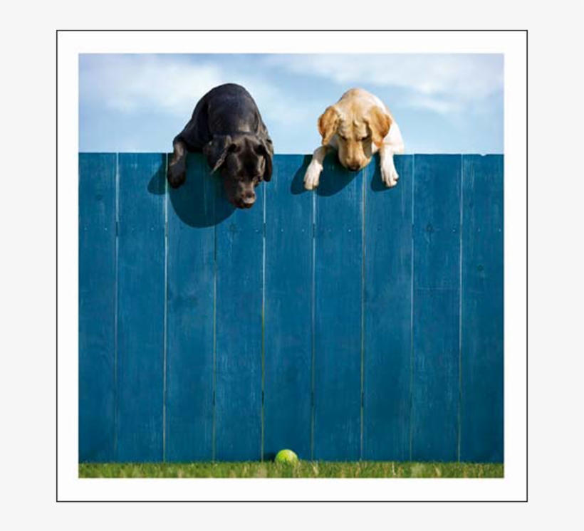 Ball Crazy Labradors Card, transparent png download