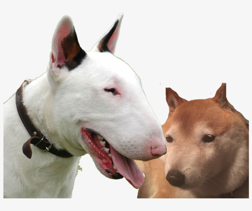 Lien Direct,, transparent png download