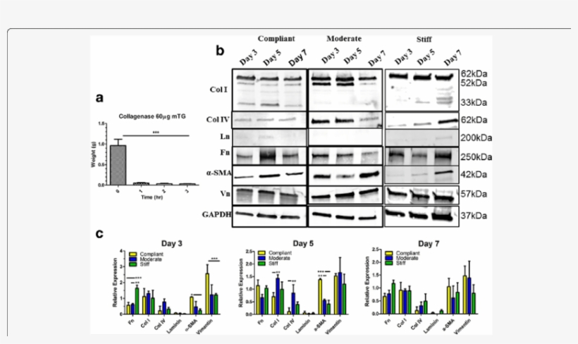 Hmf Expression Of Myofibroblast Markers And Ecm Proteins, transparent png download