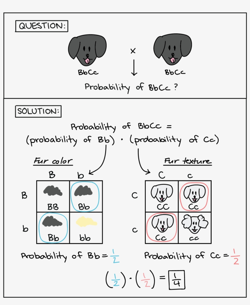 Diagram Illustrating How 2x2 Punnett Squares Can Be, transparent png download