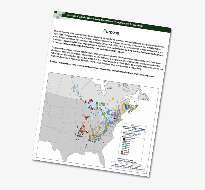 White Nose Syndrome In Bats Is Caused By A Fungal Infection, transparent png download