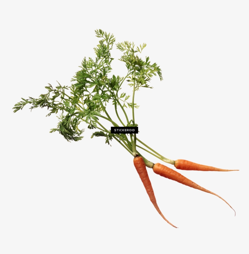 Carrot, transparent png download
