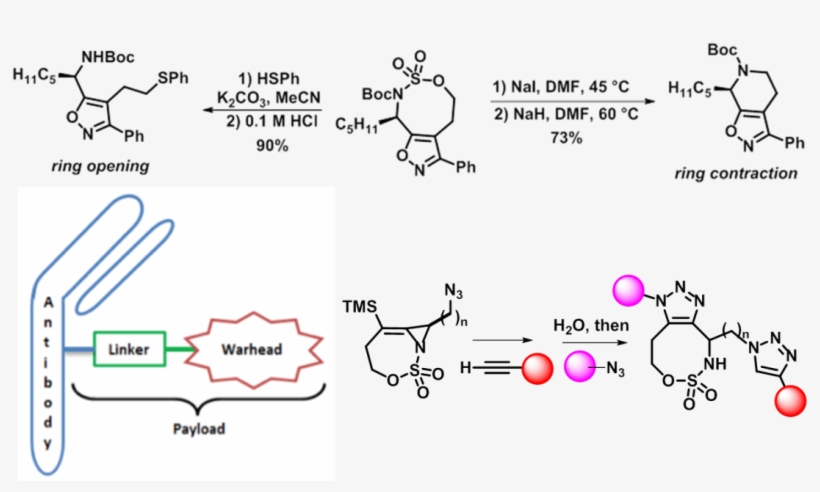 Other Areas Of More Recent Interest In Our Group Include, transparent png download