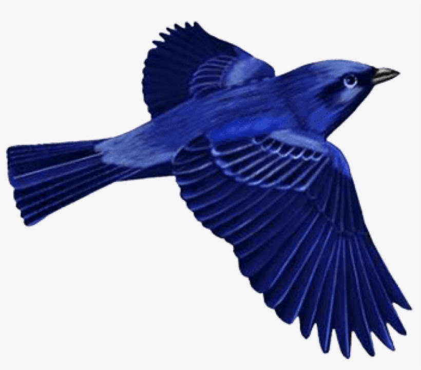 Download Dark Blue Bird Clip-art Png Images Background, transparent png download