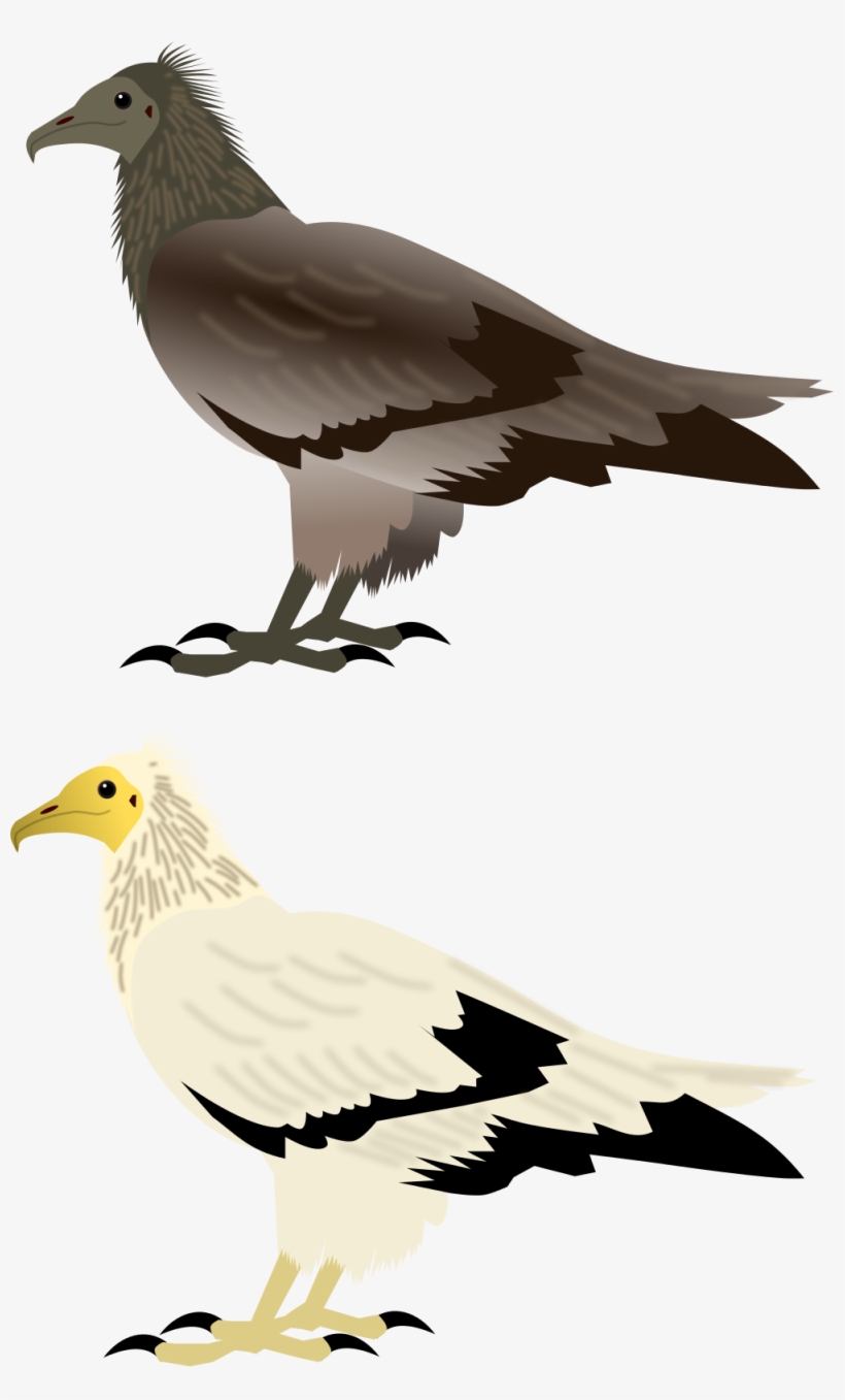 Open, transparent png download