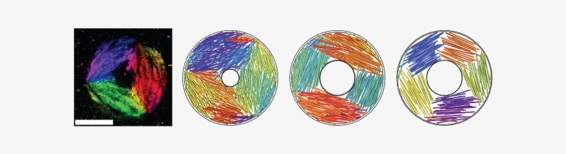 Virus Particles, transparent png download