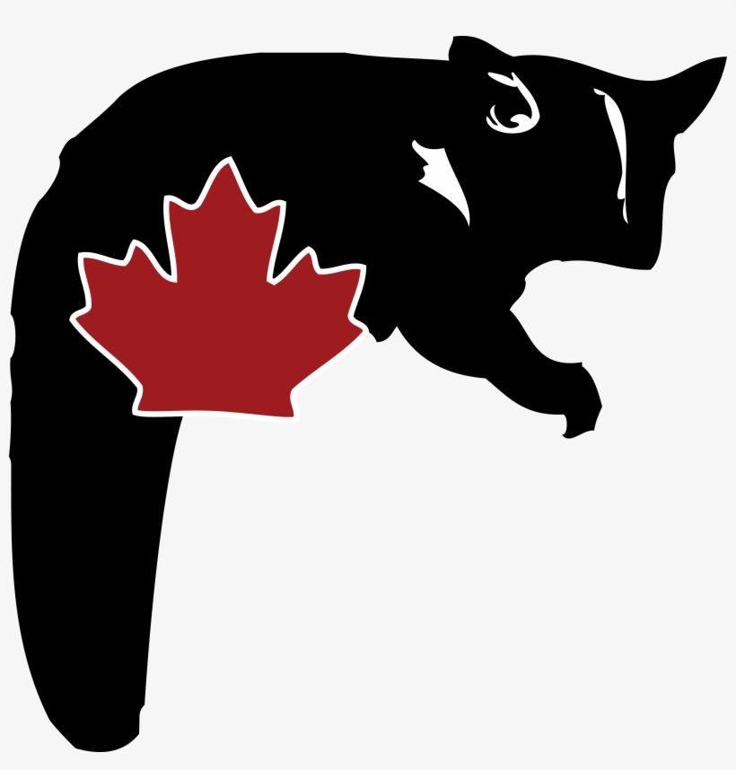 Sugar Glider Png, transparent png download