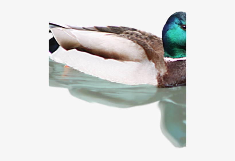 Duck, transparent png download