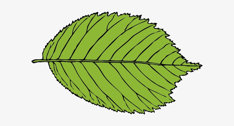 Bi Serrate Leaf Png Clip Art, transparent png download