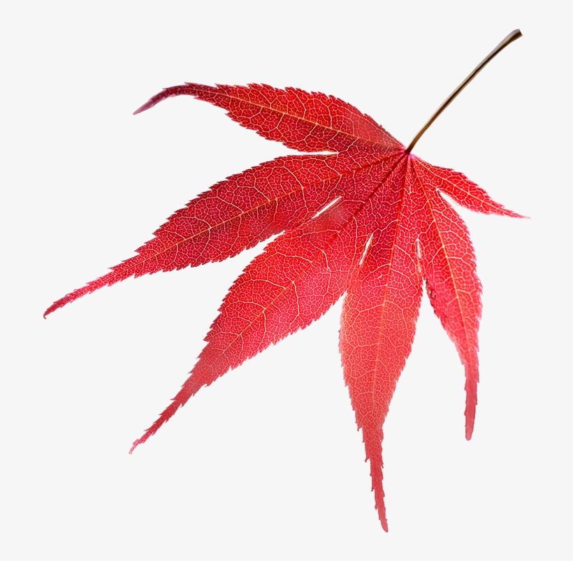 Shelter From Prevailing Wind Is Especially Important,, transparent png download